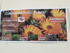plantas_medicinales_0001.jpg